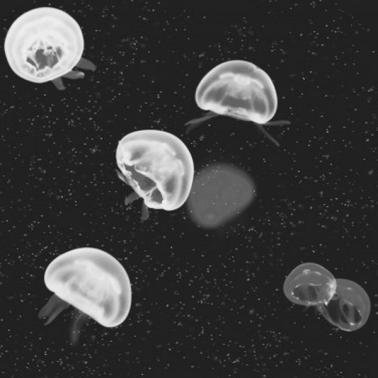 Papier peint 5800012 Jellyfish black - COORDONNE