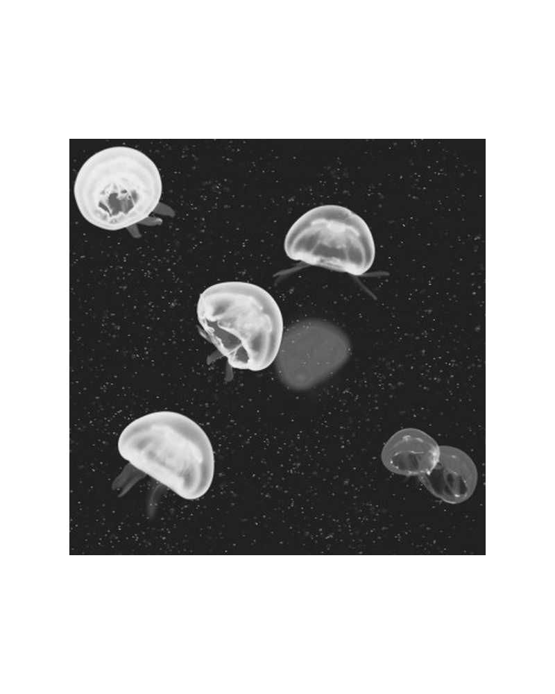 Wallpaper 5800012 Jellyfish black - COORDONNE