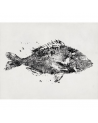 Wallpaper M 2501-1 POISSONS - Tres Tintas