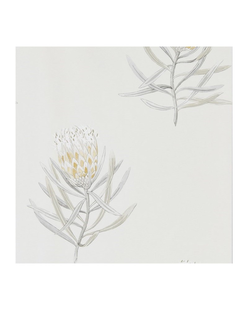 Papel de parede DART216328 PROTEA FLOWER - Sanderson