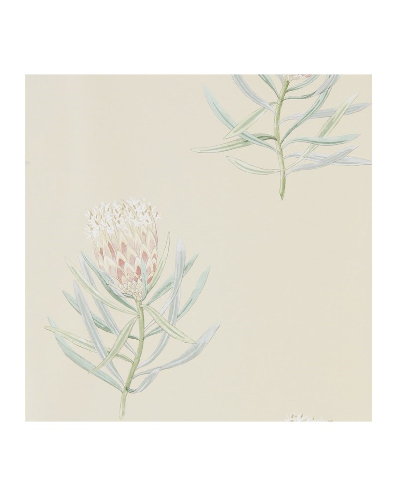 Carta da Parati DART216329 PROTEA FLOWER - Sanderson