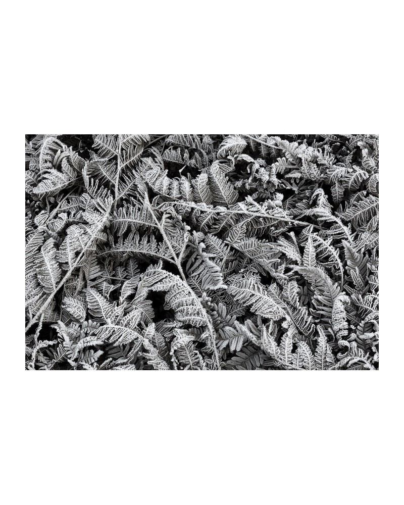 Papel Pintado R12941-8 FROST LEAF - REBEL WALLS