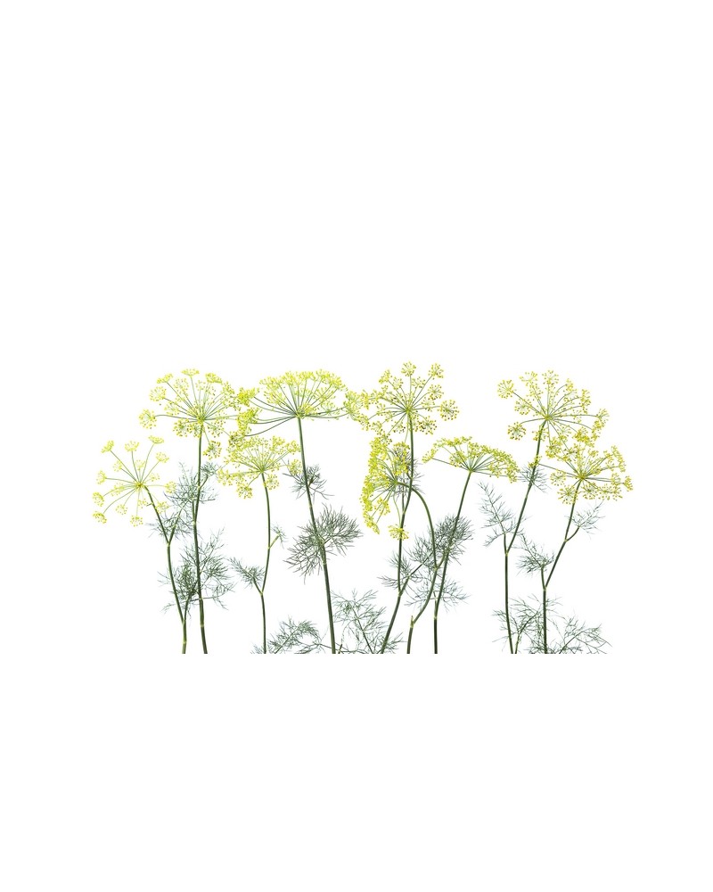 Carta da Parati R12951-9 CROWN OF DILL - REBEL WALLS