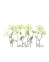 Carta da Parati R12951-9 CROWN OF DILL - REBEL WALLS