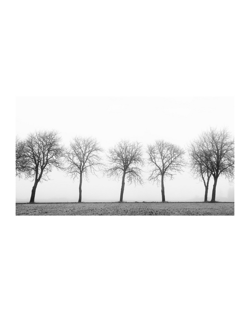 Wallpaper R12981-10 TREE SOLDIERS - REBEL WALLS