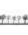 Wallpaper R12981-10 TREE SOLDIERS - REBEL WALLS