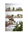 Papel de parede 8888-851 CACTUS SHELVES PANORAMIC SHOT - KOZIEL