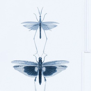 Papel de parede ENTOMOLOGY Blue WP20235 - MIND THE GAP