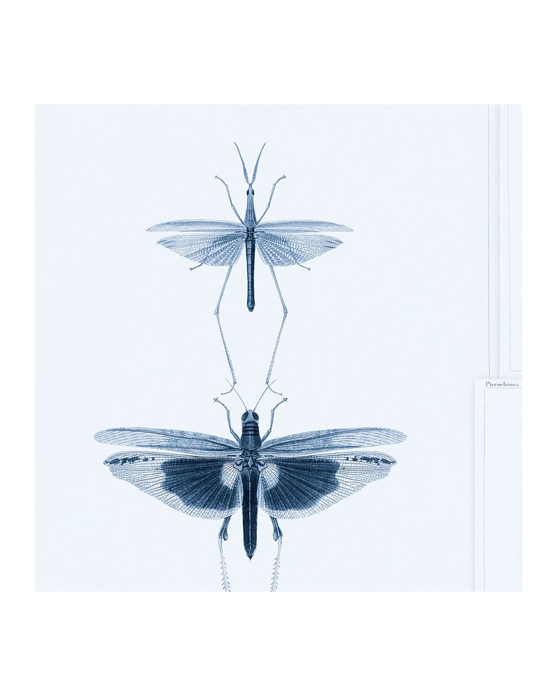 Papier lackiert ENTOMOLOGY Blau WP20235 - Ja. MIND THE GAP