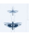 Papier lackiert ENTOMOLOGY Blau WP20235 - Ja. MIND THE GAP