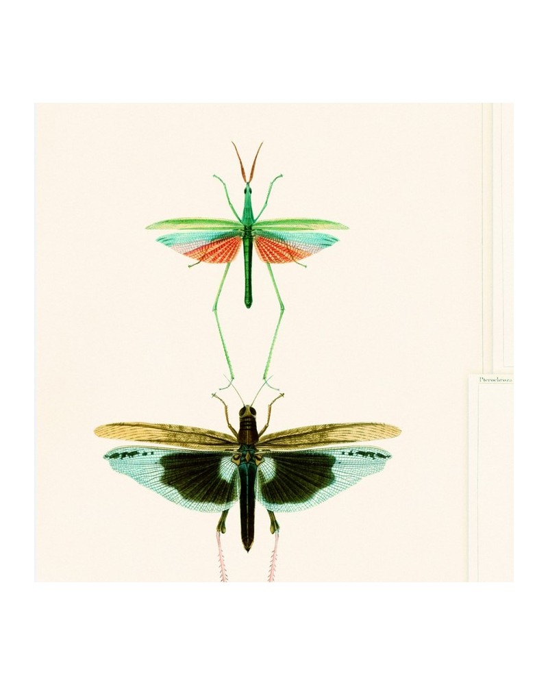 Papier peint ENTOMOLOGY Green WP20234 - MIND THE GAP