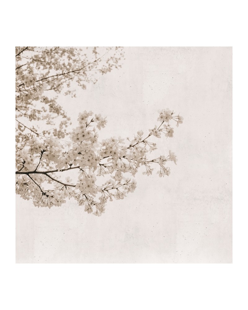 Papier peint 6500305 BLOSSOM ALMOND TREE GREY - COORDONNE