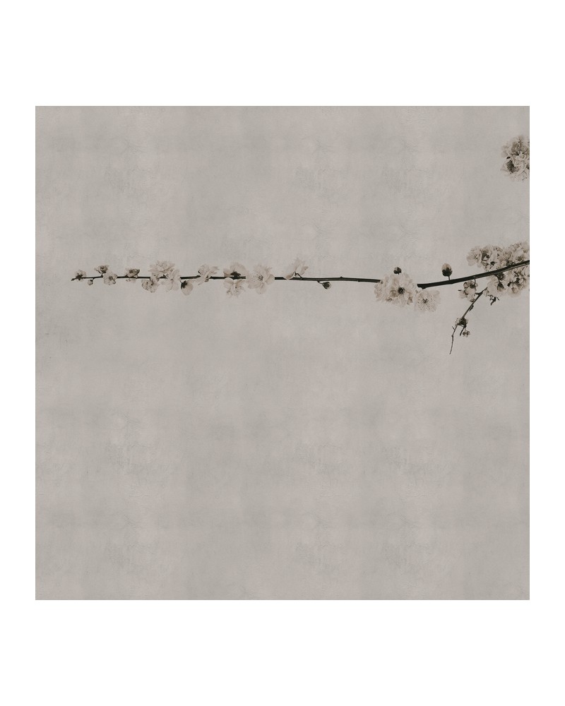 Papier peint 6500307 BLOSSOM BRANCH GREY - COORDONNE