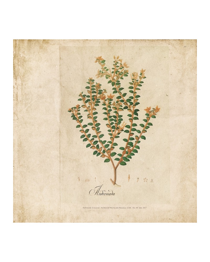 Wallpaper 6500503 BOTANICAL DRAWING - COORDONNE