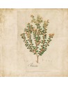 Wallpaper 6500503 BOTANICAL DRAWING - COORDONNE