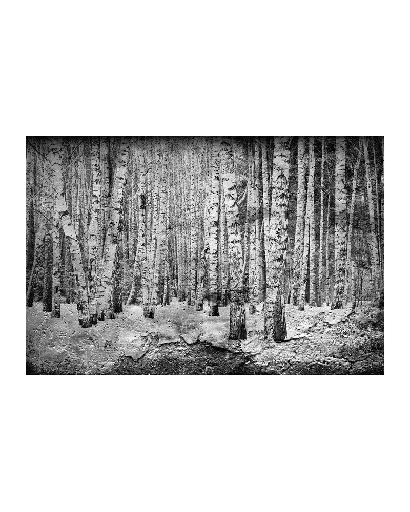 Wallpaper 6500201 BROKEN FOREST BLACK - COORDONNE