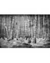 Wallpaper 6500201 BROKEN FOREST BLACK - COORDONNE