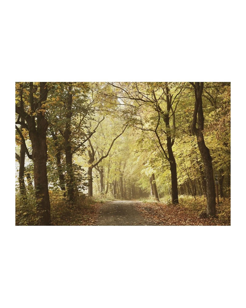 Papier peint 6500207 WOODS OCTOBER PATH - COORDONNE