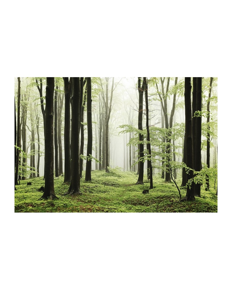 Papier peint 6500208 WOODS SUMMER PATH - COORDONNE