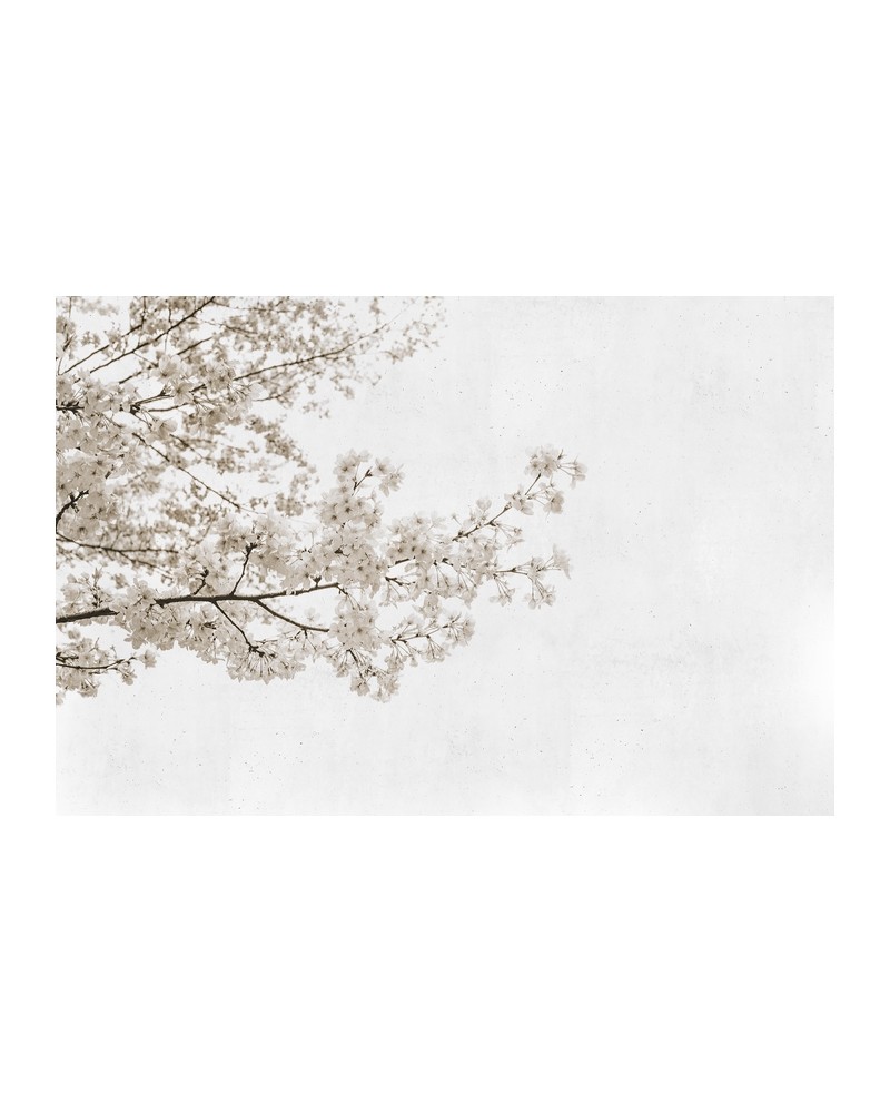 Papier peint 6500305 BLOSSOM ALMOND TREE GREY - COORDONNE