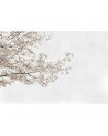 Papier peint 6500305 BLOSSOM ALMOND TREE GREY - COORDONNE