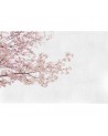 Carta da Parati 6500306 BLOSSOM ALMOND TREE PINK - COORDONNE