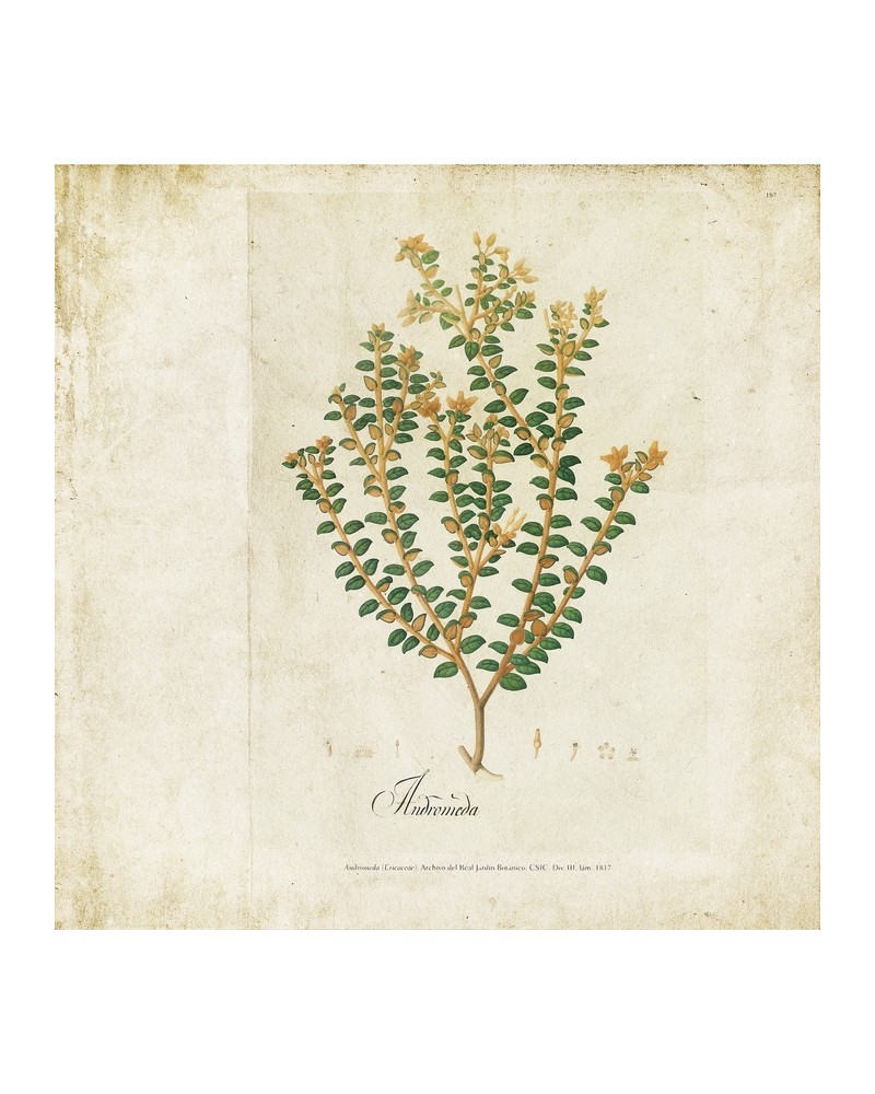 Wallpaper 6500503 BOTANICAL DRAWING - COORDONNE