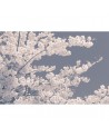 Papel Pintado R13001-8 BLOSSOM FOR THE BEES - REBEL WALLS