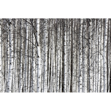 Wallpaper R13031-8 BIRCH TRUNKS - REBEL WALLS