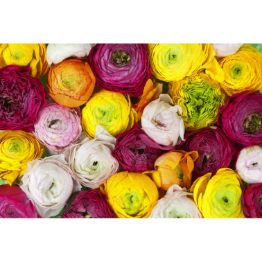 Carta da Parati R13011-8 RANUNCULUS - REBEL WALLS