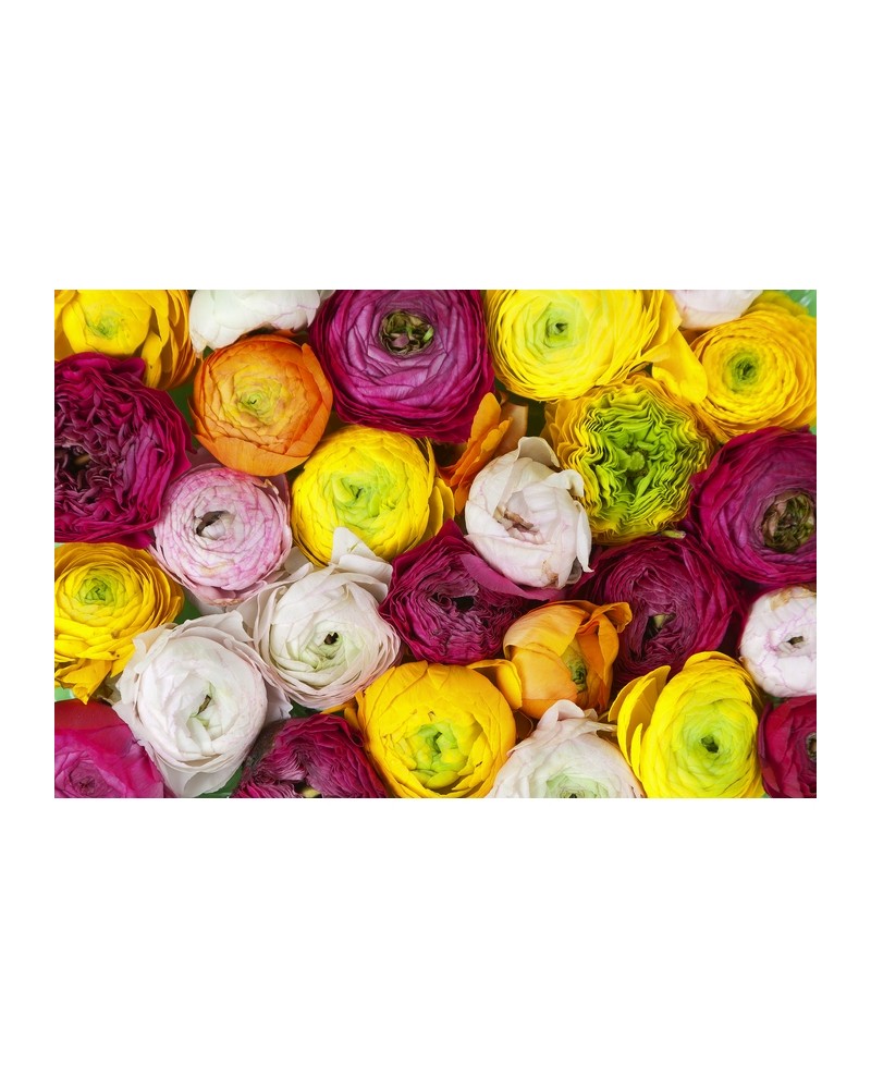 Carta da Parati R13011-8 RANUNCULUS - REBEL WALLS