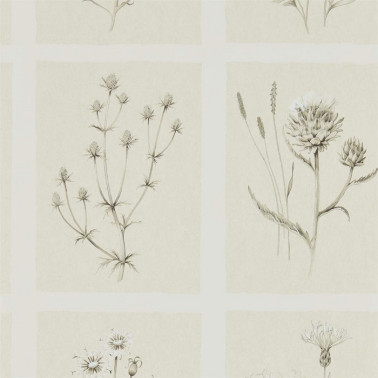 Papier peint LITTLE THISTLES DEBB216511 - Sanderson