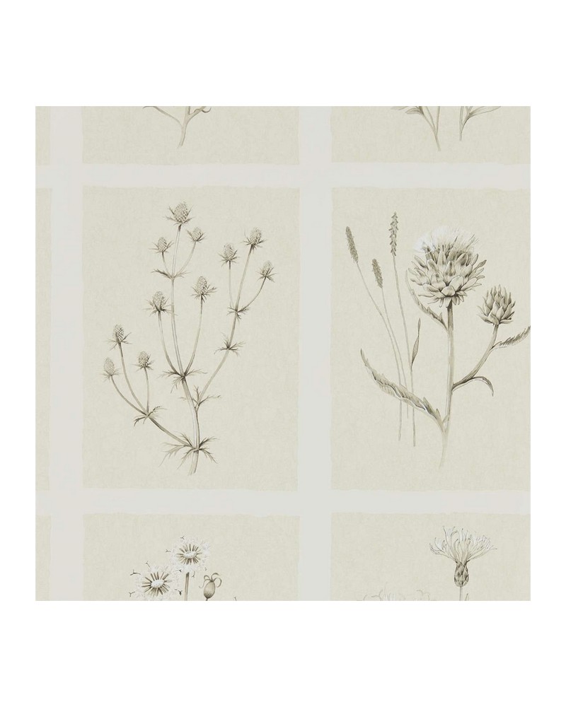 Papier peint LITTLE THISTLES DEBB216511 - Sanderson