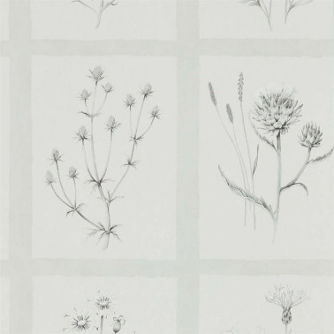 Papier peint LITTLE THISTLES DEBB216512 - Sanderson