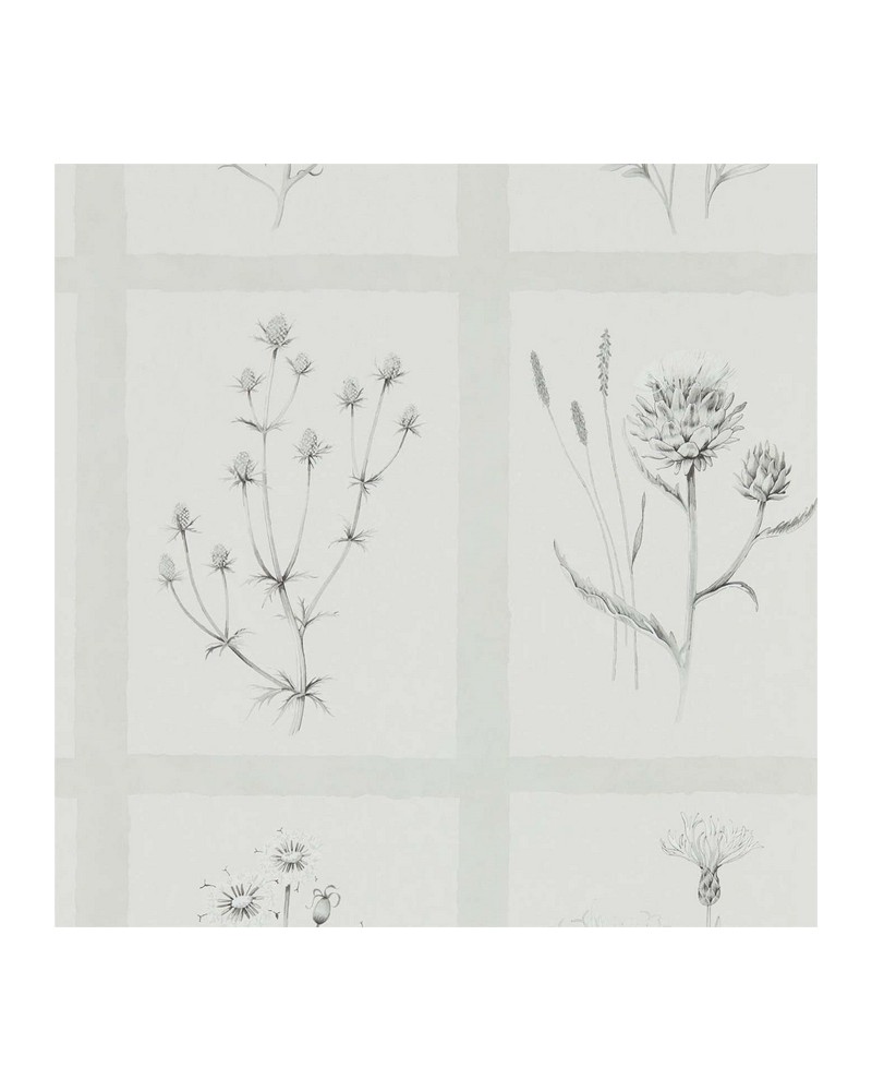 Papier peint LITTLE THISTLES DEBB216512 - Sanderson