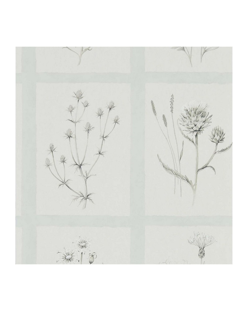 Tapete LITTLE THISTLES DEBB216513 - Sanderson