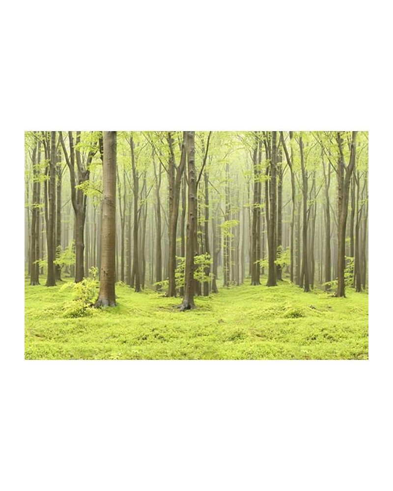 Papel de parede R10101 Deciduous Forest - REBEL WALLS