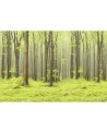 Papel Pintado R10101 Deciduous Forest - REBEL WALLS