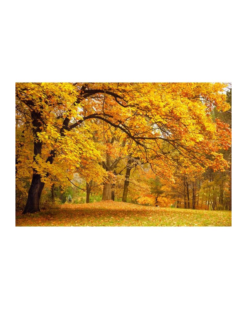 Papier peint R10191 Yellow Leafy Trees - REBEL WALLS