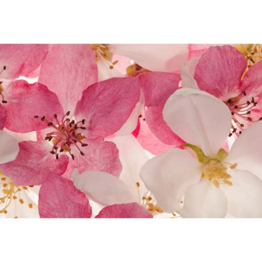 Wallpaper R11211 Apple Blossom - REBEL WALLS