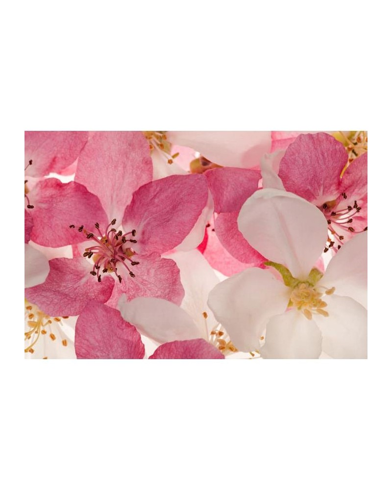 Papel Pintado R11211 Apple Blossom - REBEL WALLS