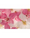 Papel Pintado R11211 Apple Blossom - REBEL WALLS