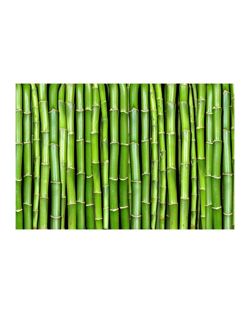 Wallpaper R11821 Bamboo - REBEL WALLS