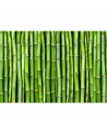 Wallpaper R11821 Bamboo - REBEL WALLS