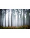 Papel de parede R15201 Forest Glade - REBEL WALLS