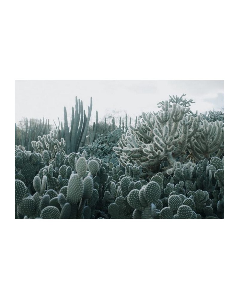 Papel Pintado R15611 Cacti - REBEL WALLS