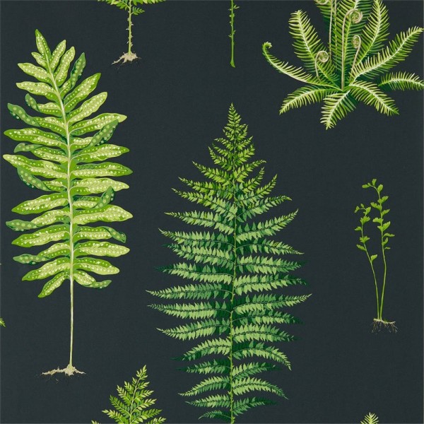 Wallpaper FERNERY DGLW216634 Botanical Green/Charcoal - Sanderson