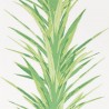 YUCCA DGLW216649 Botanical Green