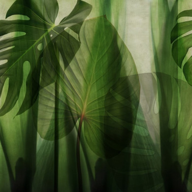 Papel de parede GLRO101A EQUATORIAL JUNGLE - GLAMORA