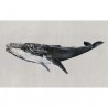 Humpback Whale Grey 9500103 - Mural